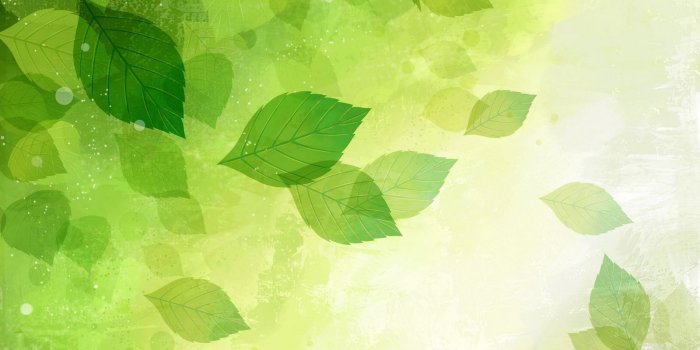 1600x1000 Green Flower Wallpaper 2 Free Wallpaper - HdFlowerWallpaper.com