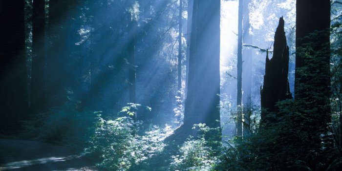 1920x1200 jedediah smith redwoods state park in northern california | HD