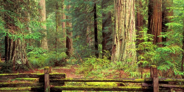 1920x1080 Big Basin Redwood State Park, California. [Desktop wallpaper