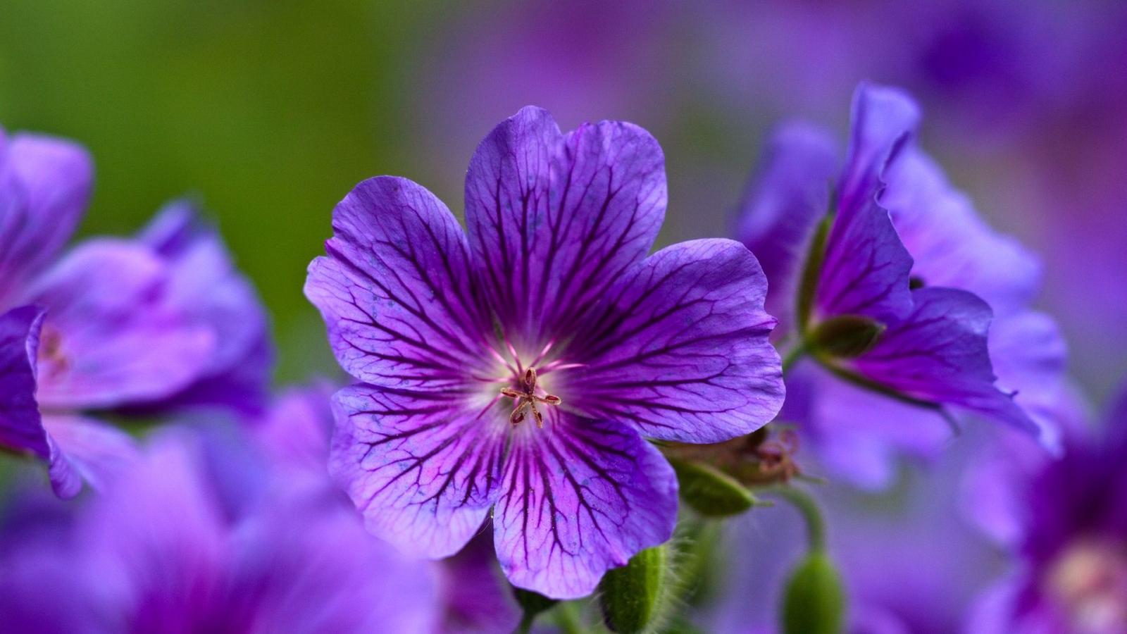 1920x1080 Download wallpaper 1920x1080 violet, flowers, close-up, petals full