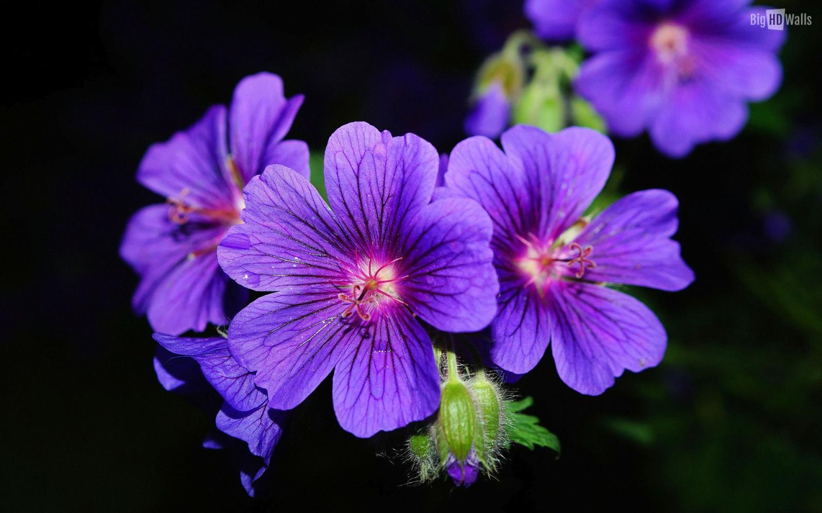 1920x1200 Violet flower wallpaper | 1920x1200 | #32386