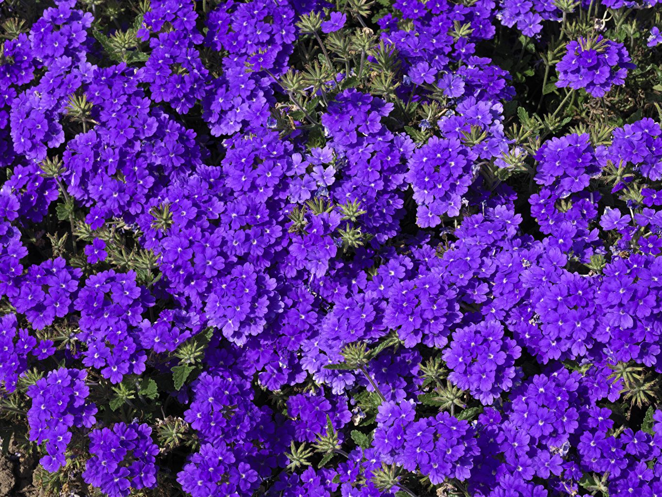 1365x1024 Wallpapers Violet Flowers Verbena Many