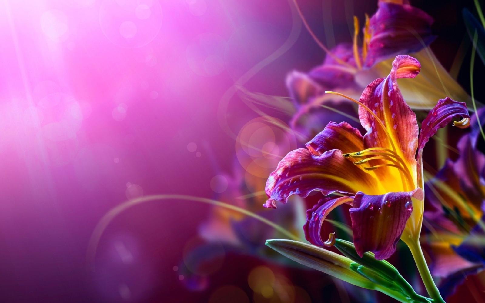 2560x1600 Violet Flower Wallpapers #6860473