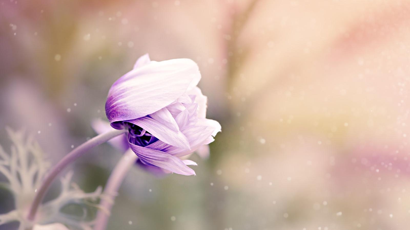 1920x1080 Violet flower HD Wallpaper | 1920x1080 | ID:59845