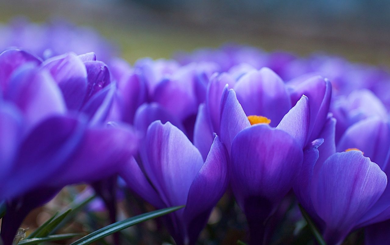 1280x804 Violet Flowers Close-up wallpapers | Violet Flowers Close-up stock