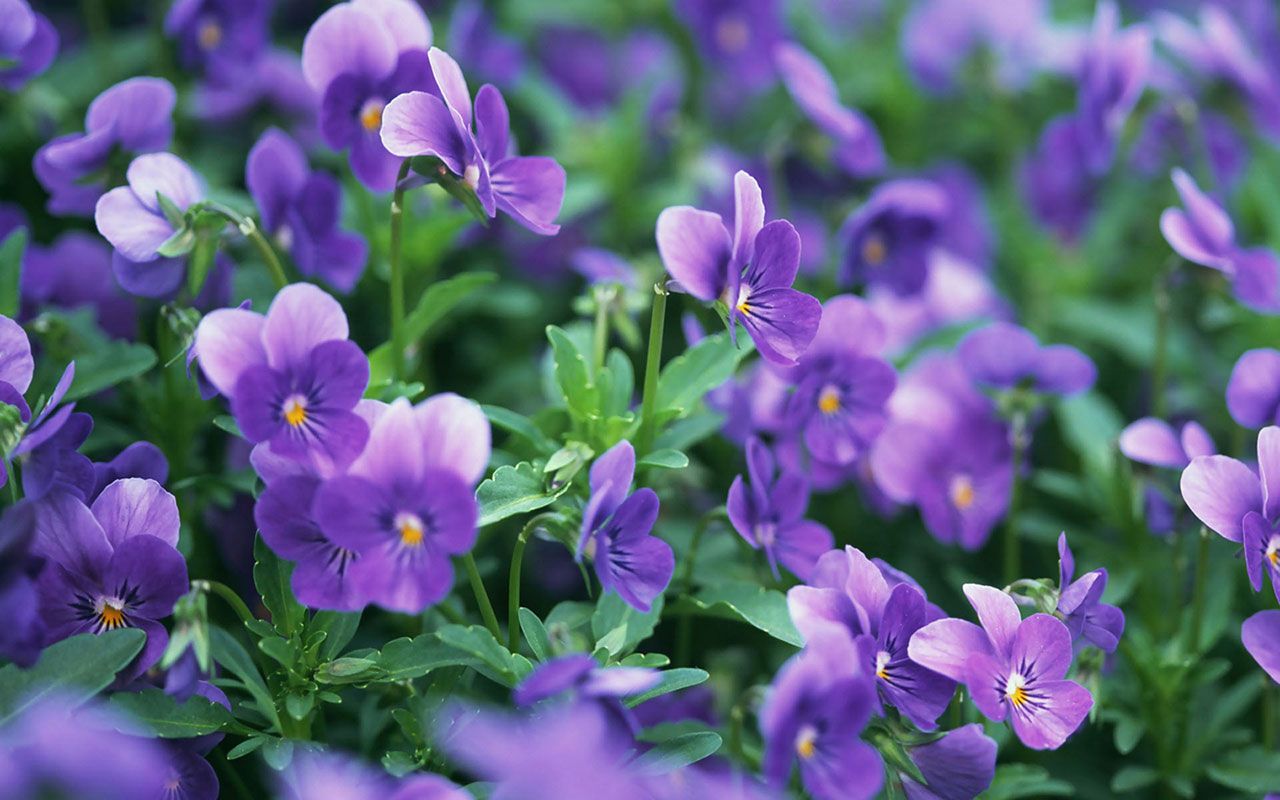 1280x800 Free download violet HD Wallpaper 9 Flower Wallpapers download