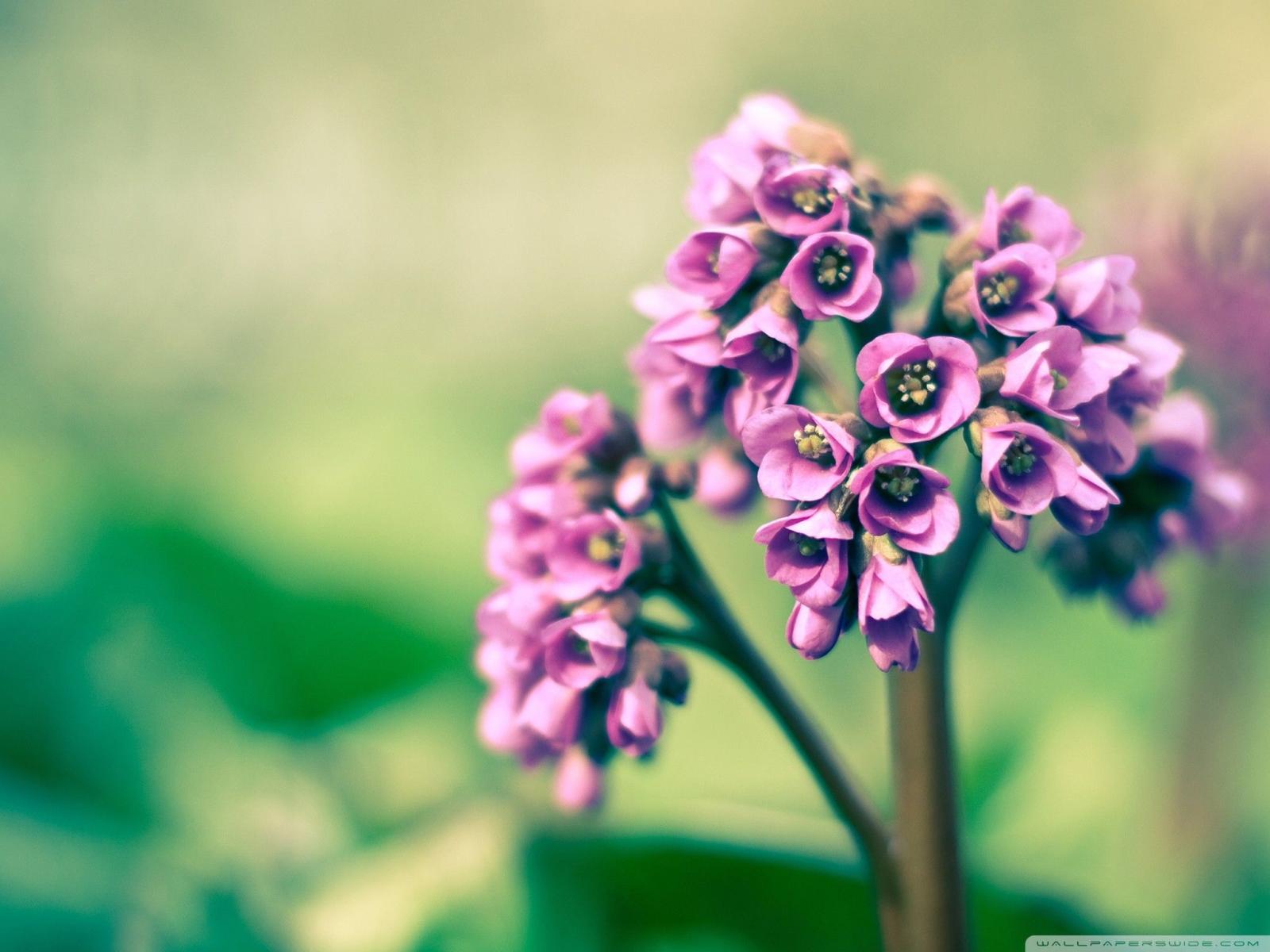 2048x1536 62+ Violet Rose Wallpapers on WallpaperPlay