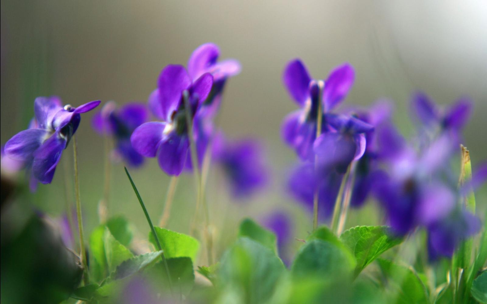 2560x1600 40+ Spring Violets Wallpapers - Download at WallpaperBro