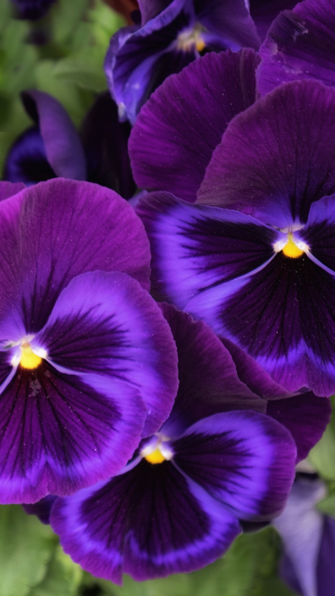 1080x1920 58+ Pansy Wallpapers on WallpaperPlay