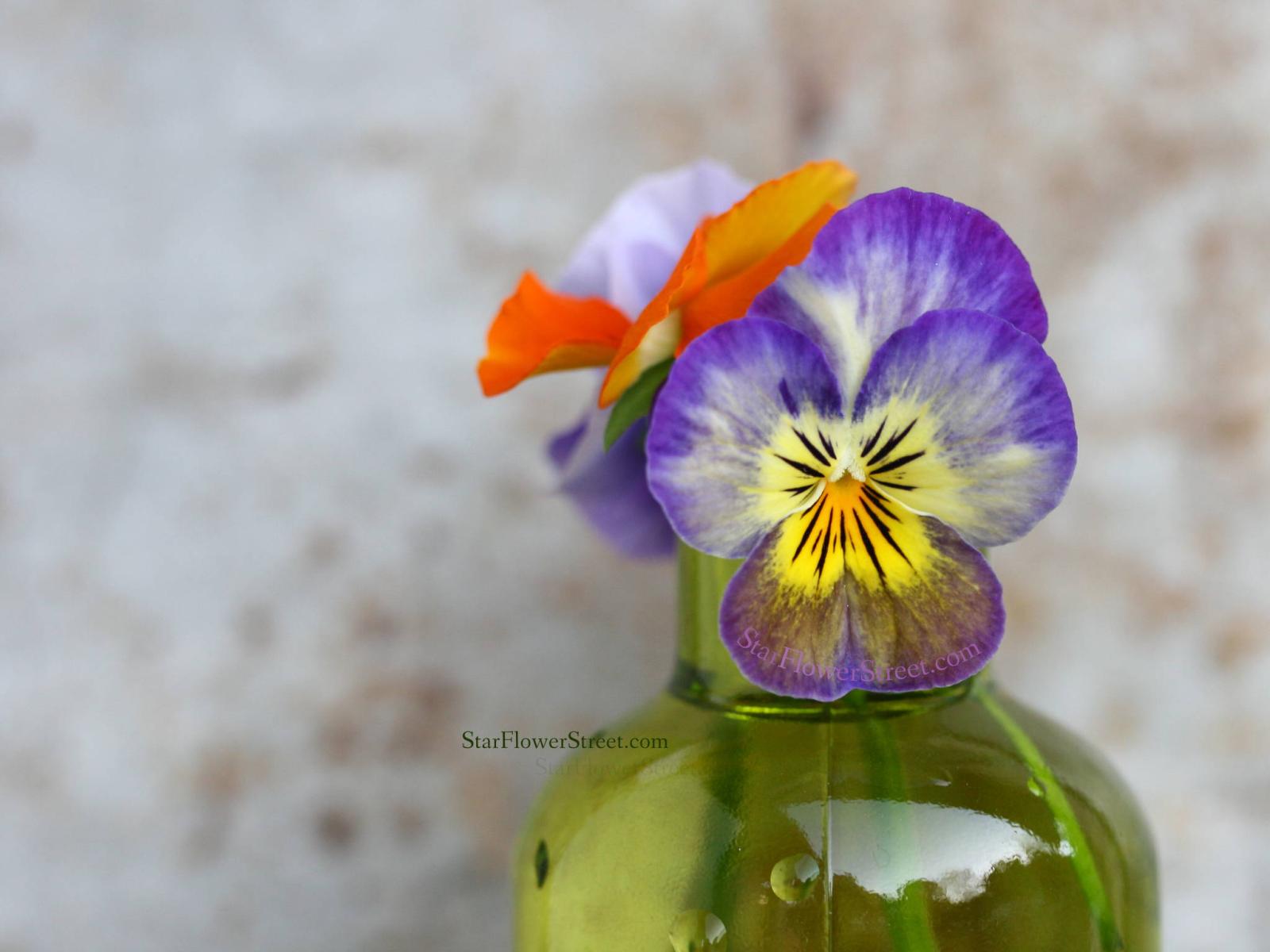 2048x1536 Violet Flower Wallpapers