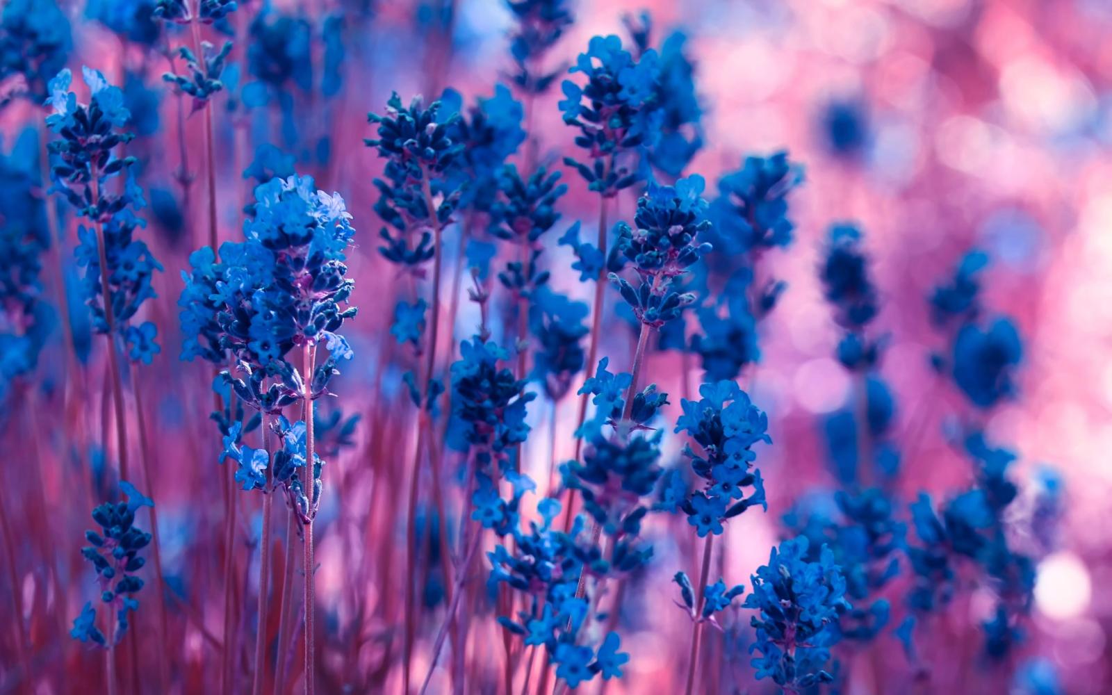 3840x2400 Violet, Lavender, Flowers, Widescreen, High, Definition, Wallpaper
