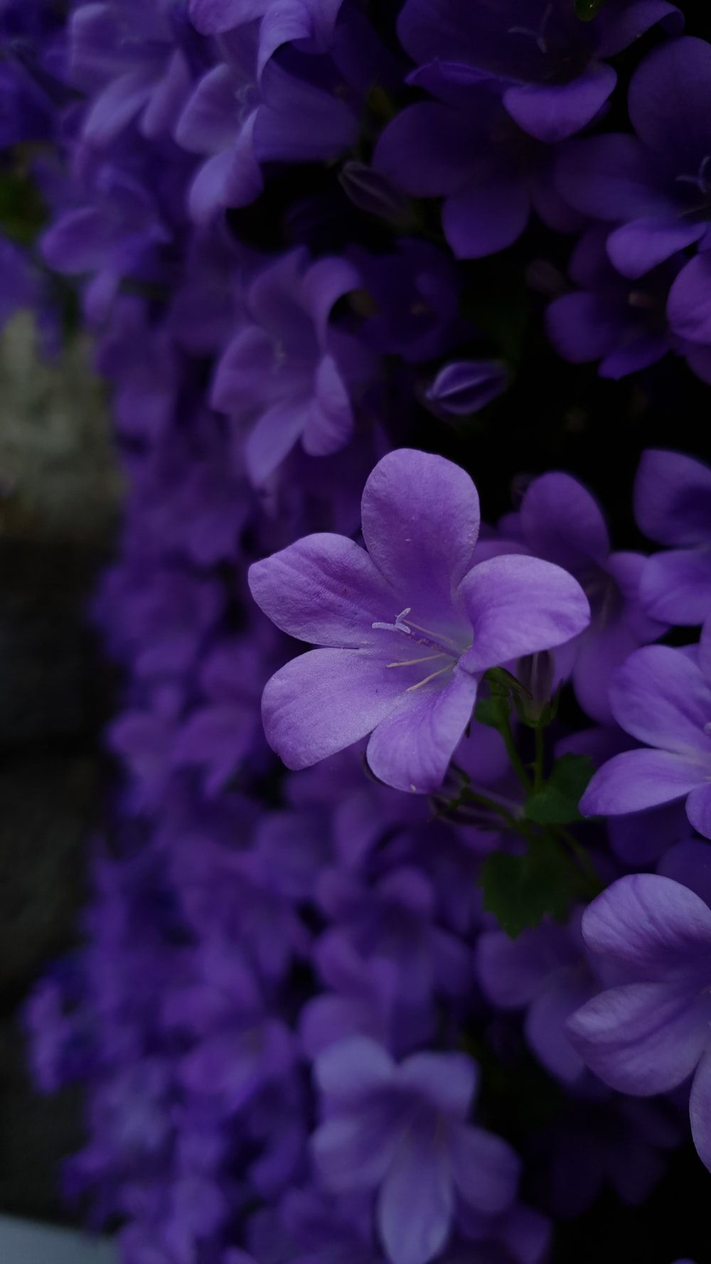 1000x1778 Violet Pictures | Download Free Images on Unsplash