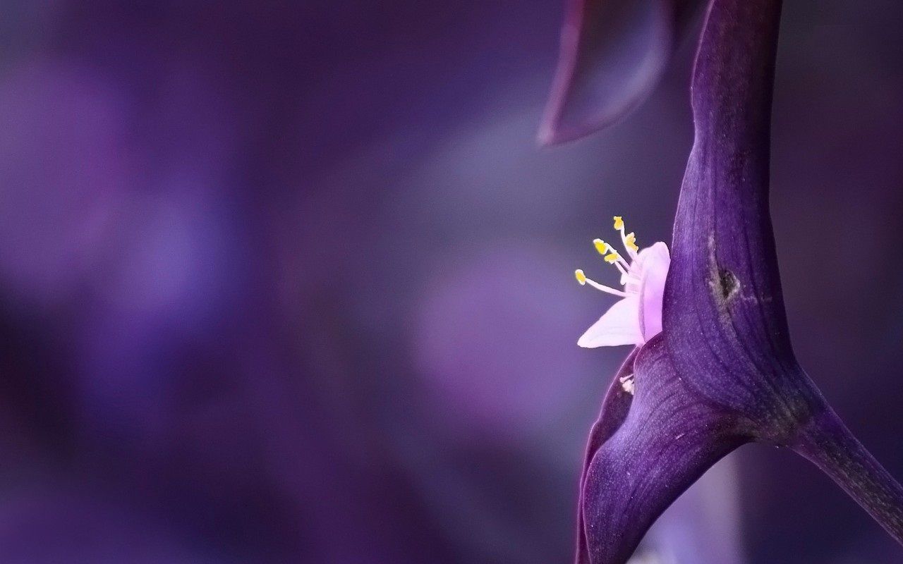 1280x800 Violet flower wallpapers Gallery