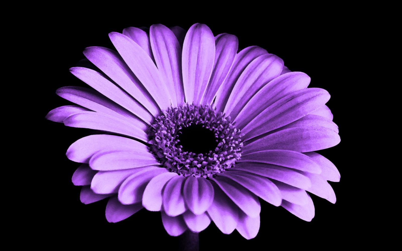 3840x2400 Violet Daisy Flower 4K Wallpapers | HD Wallpapers | ID #21179