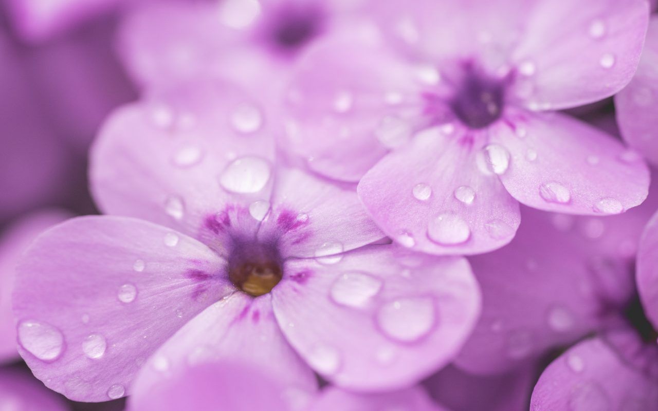 1280x800 Raindrops on Violet Flower 4K 5K Wallpaper | HD Wallpaper Background