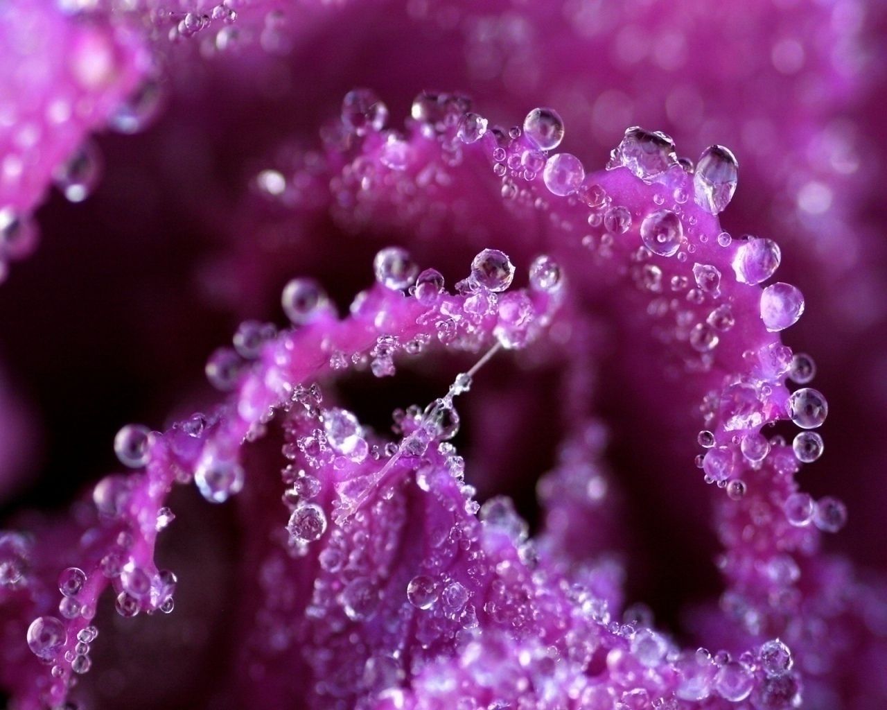 1280x1024 Violet Flowers Desktop Wallpaper - THIS Wallpaper