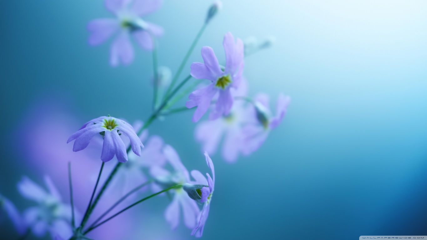 1366x768 Violet Wallpaper - Wallpapers Browse