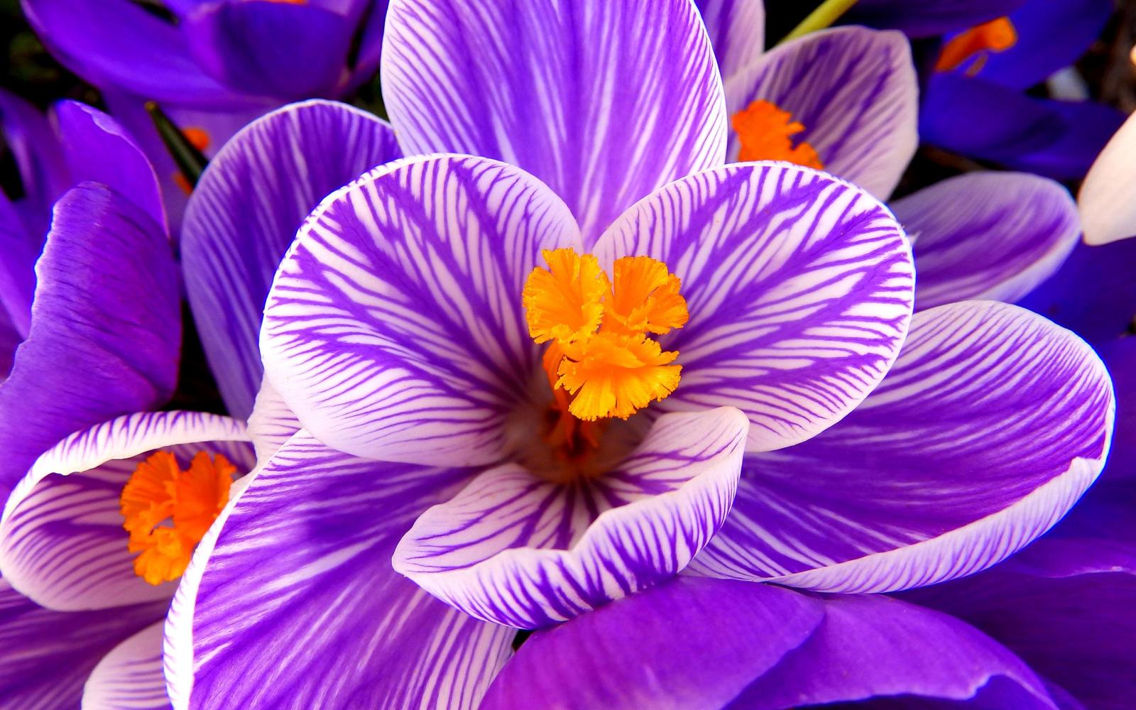 2560x1600 Violet Flower Wallpaper (40+), Download 4K Wallpapers For Free