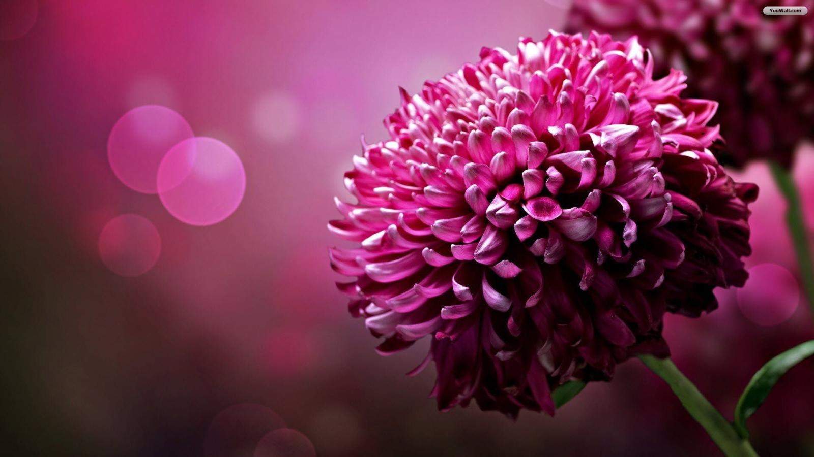 1920x1080 Pictures of Flowers for Desktop Background (74+ pictures)