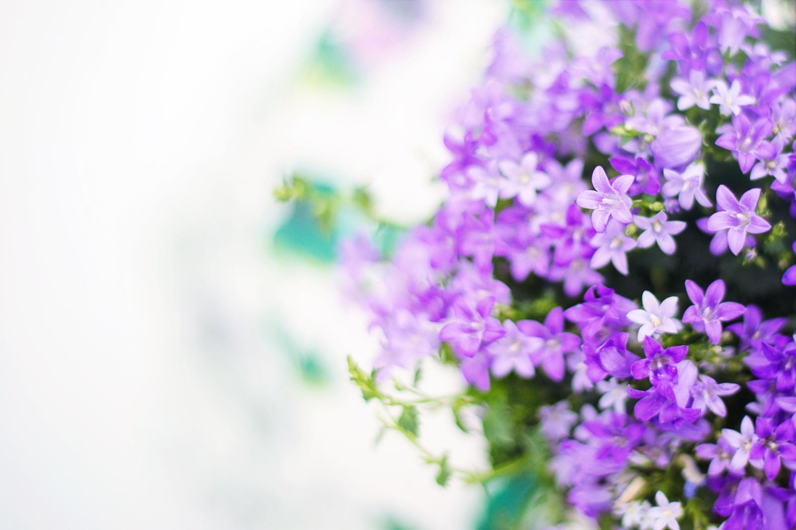 4114x2743 Lilac White Flowers wallpaper