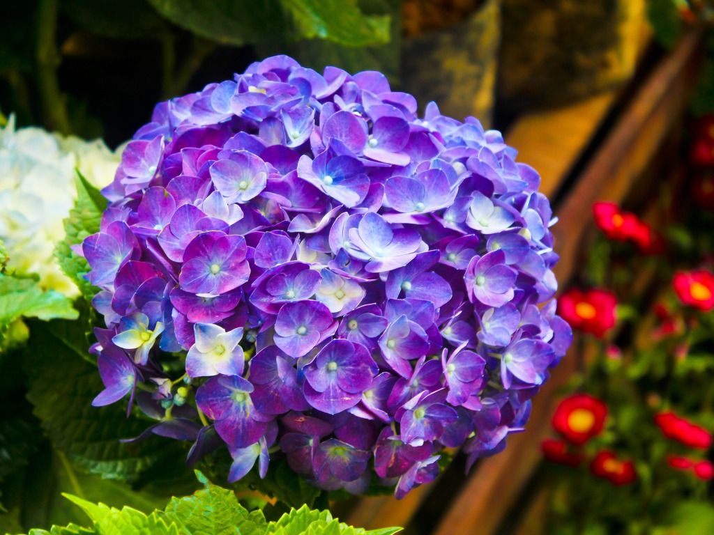 1024x768 Images of violet flowers png files, Free CLip Art Download - RR