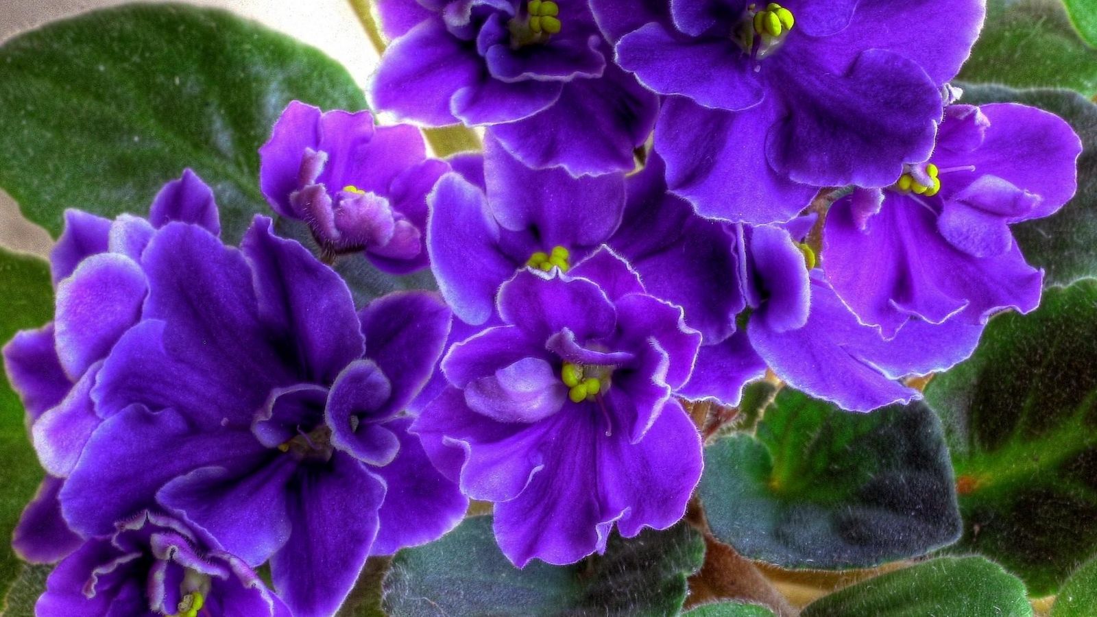 1600x900 Download wallpaper 1600x900 violet, flower, indoor, leaf, close-up
