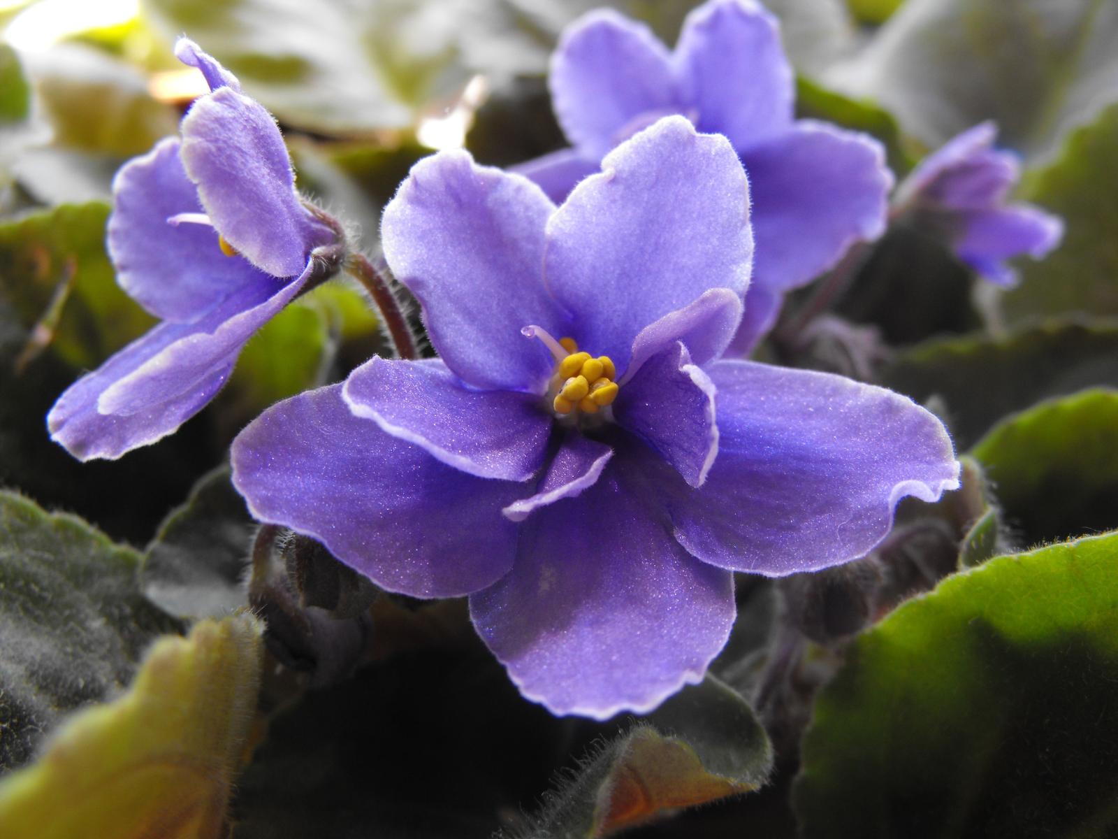 3648x2736 37+] African Violet Wallpaper on WallpaperSafari