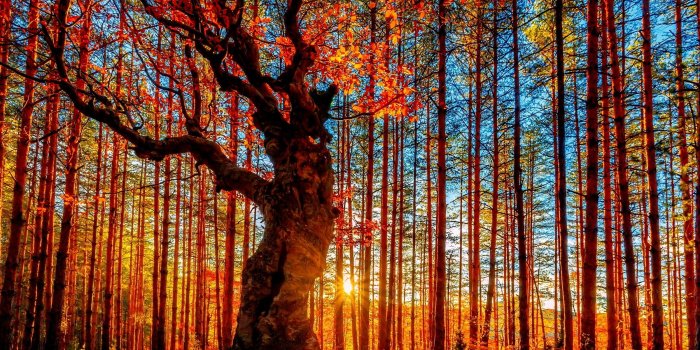 2500x1757 Fall Scenery Picture Free HD Wallpapers Tablet Amazing 4k Best