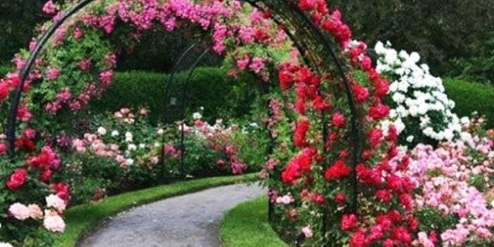 1024x768 Rose garden wallpaper | 1024x768 | #31688