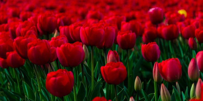 1920x1200 Rose Garden Wallpapers | HD Wallpapers | ID #14169
