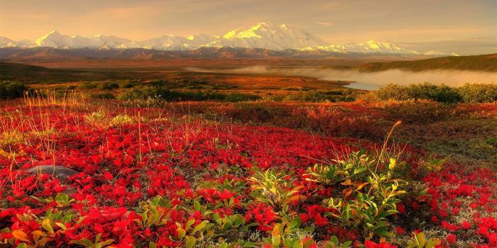 1920x1080 Flower Garden Background ·① WallpaperTag