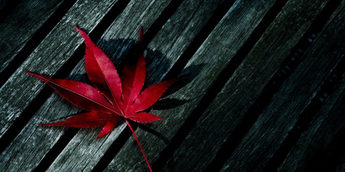 2560x1600 45+] Girl Weed Wallpaper on WallpaperSafari