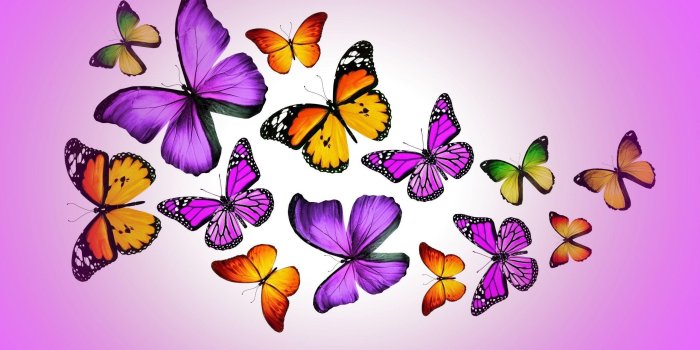 2560x1600 Pink And Purple Butterfly Wallpaper - Monarch Butterfly (#160280