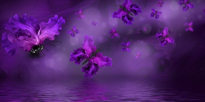 1332x850 Wallpaper butterfly, petals, water, purple, butterflies, floral