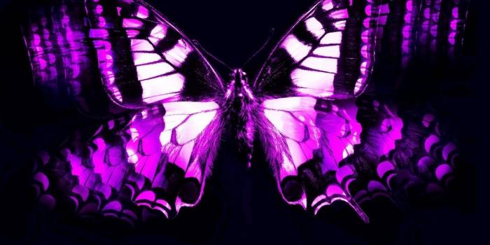 1080x1920 iPhone Wallpaper Purple Butterfly | 2019 3D iPhone Wallpaper