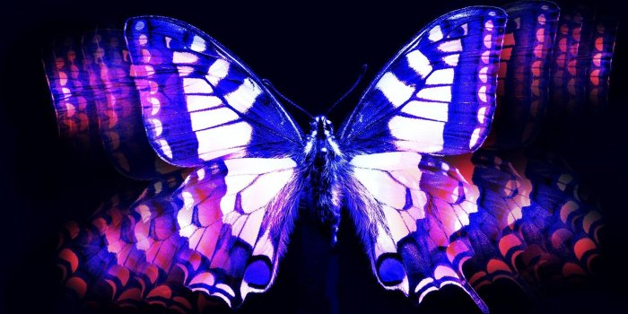 1920x1200 Blue And Pink Butterfly Wallpaper - Purple Butterfly (#484883) - HD