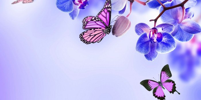 1920x1080 Coloring Design : Coloring Design Butterfly Desktop Wallpaper Purple
