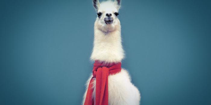 1920x1200 Llamas Wallpapers