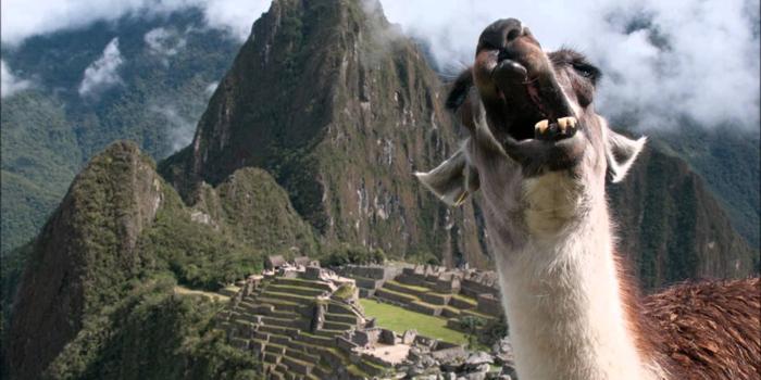 1920x1080 14 Llama HD Wallpapers | Background Images