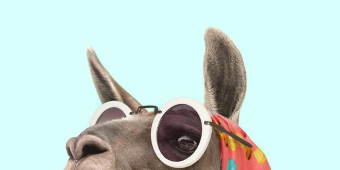 1000x2000 Grip iPhone XS Case - FASHION LAMA in 2019 | CASETiFY animals | Cute