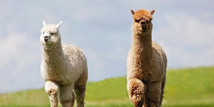 1280x800 Llama Picture Llama Desktop Wallpaper Free Wallpapers Download