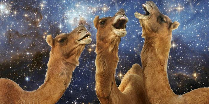 1920x1200 Llamas Wallpapers