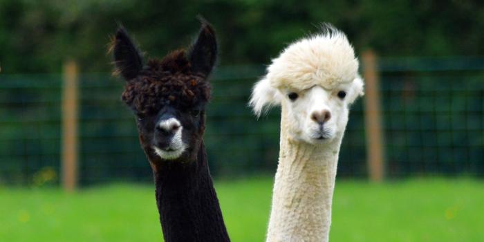 1920x1080 Llama Background (41+ images)