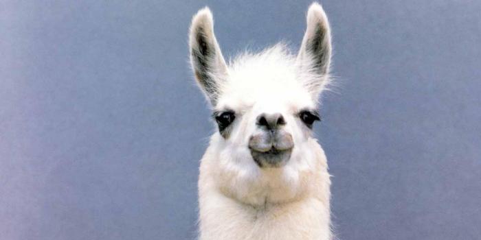 1920x1080 Llama HD Wallpapers Backgrounds Wallpaper | HD Wallpapers