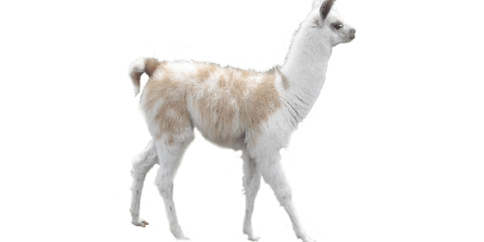 1080x810 Llama Alpaca Camel Desktop Wallpaper Inca Empire - peru png download