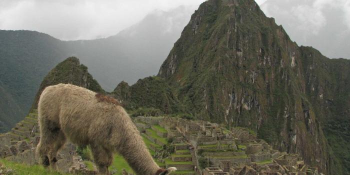 1920x1280 Llama wallpapers HD for desktop backgrounds