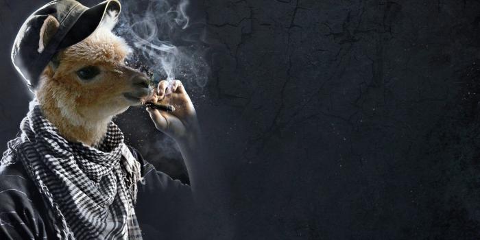 1680x1050 42+] HD Llama Wallpaper on WallpaperSafari