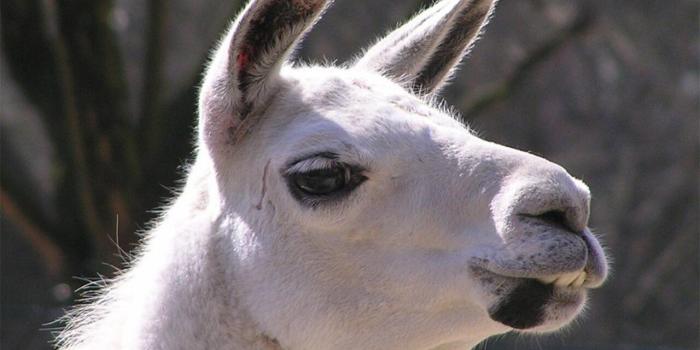 1280x960 50 High Quality Llama Wallpapers | Full HD Pictures