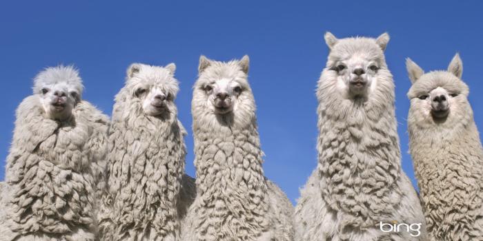 1920x1200 High resolution Alpaca hd 1920x1200 wallpaper ID:126990 for computer