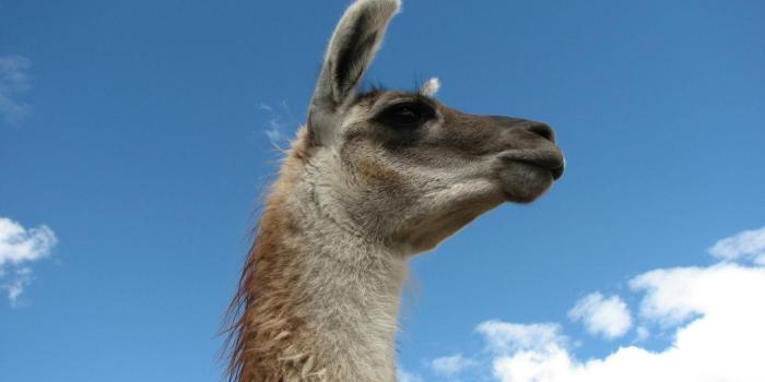 1600x1200 Llama Desktop Wallpaper 54445 | ZWARE 1600x1200 (129.51 KB)